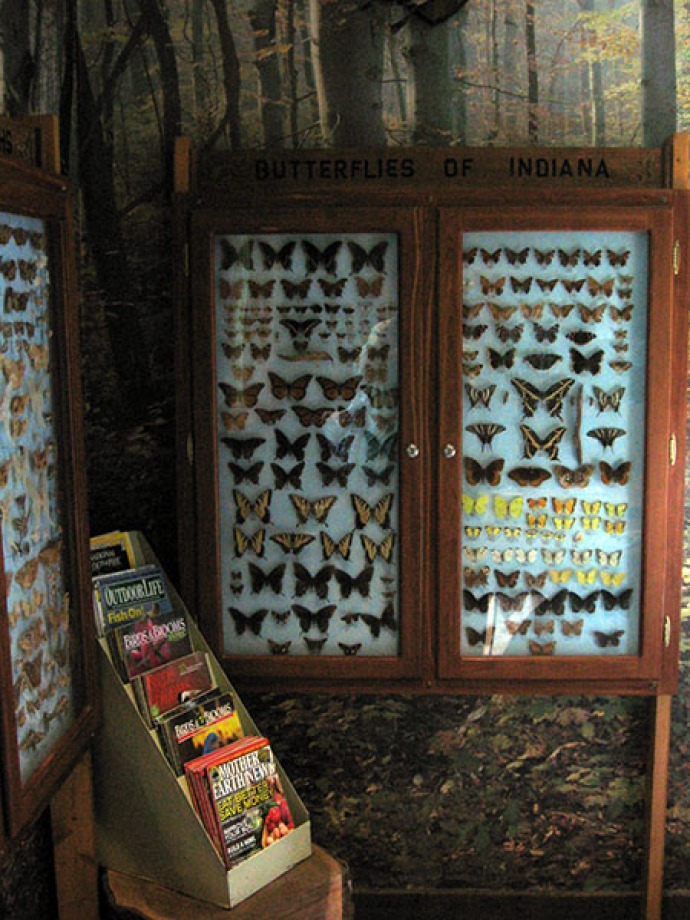 butterflies of Indiana